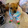 dog, small_dog, clothing, hoodie, socks, plush, bed, pillow, animal, cute, pet, indoor, furry, pastel_colors, furniture, cozy, soft, toy, comfort, portrait