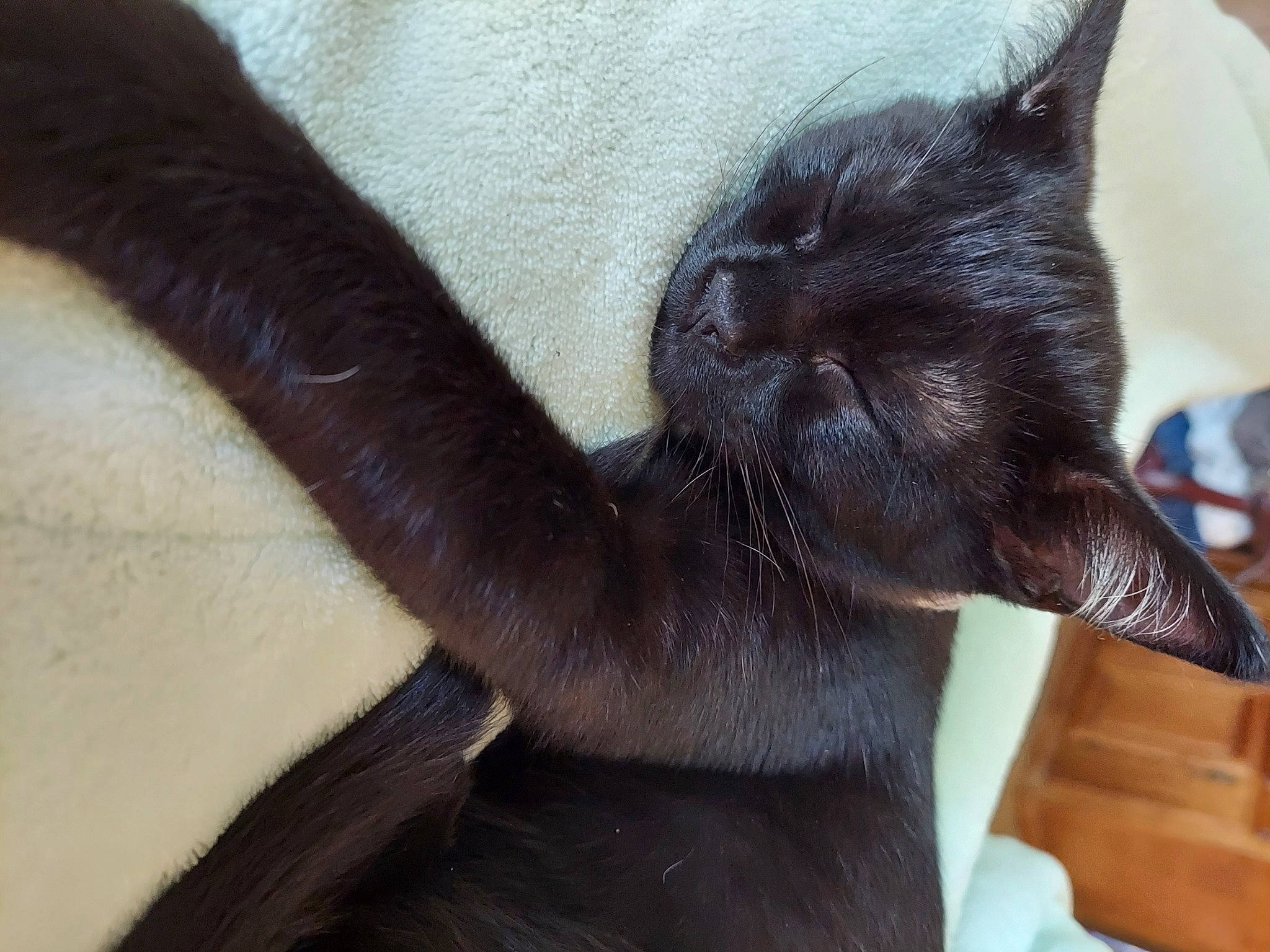 Zephyra is registered to the contest to win money with this photo: black_cat, bombay, burmese, carnivore, cat, claw, felidae, fur, havana_brown, javanese, korat, russian_blue, small_to_medium_sized_cats, tail, whiskers