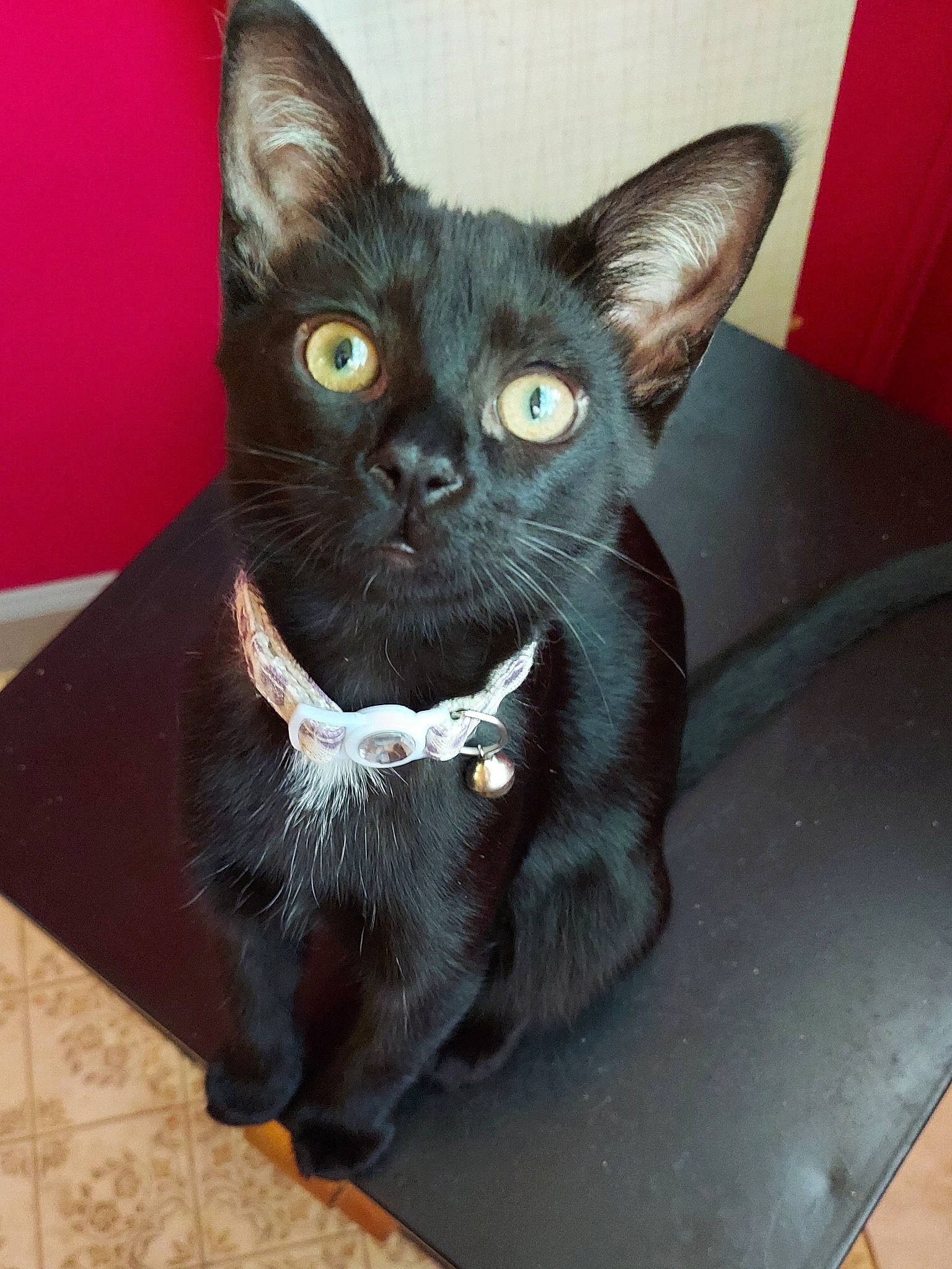 Zephyra joined the competition — help win amazing prizes! asian, black_cat, bombay, burmese, carnivore, cat, domestic_short_haired_cat, felidae, german_rex, havana_brown, kitten, korat, mammal, oriental_shorthair, small_to_medium_sized_cats, snout, vertebrate, whiskers