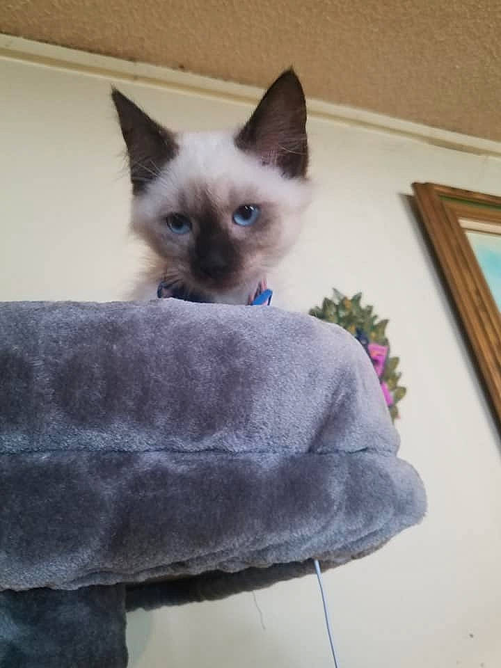 Victoria joined the competition — help win amazing prizes! balinese, birman, carnivore, cat, colorpoint_shorthair, eye, felidae, himalayan, javanese, kitten, mammal, ojos_azules, ragdoll, siamese, small_to_medium_sized_cats, snowshoe, thai, tonkinese, vertebrate, whiskers