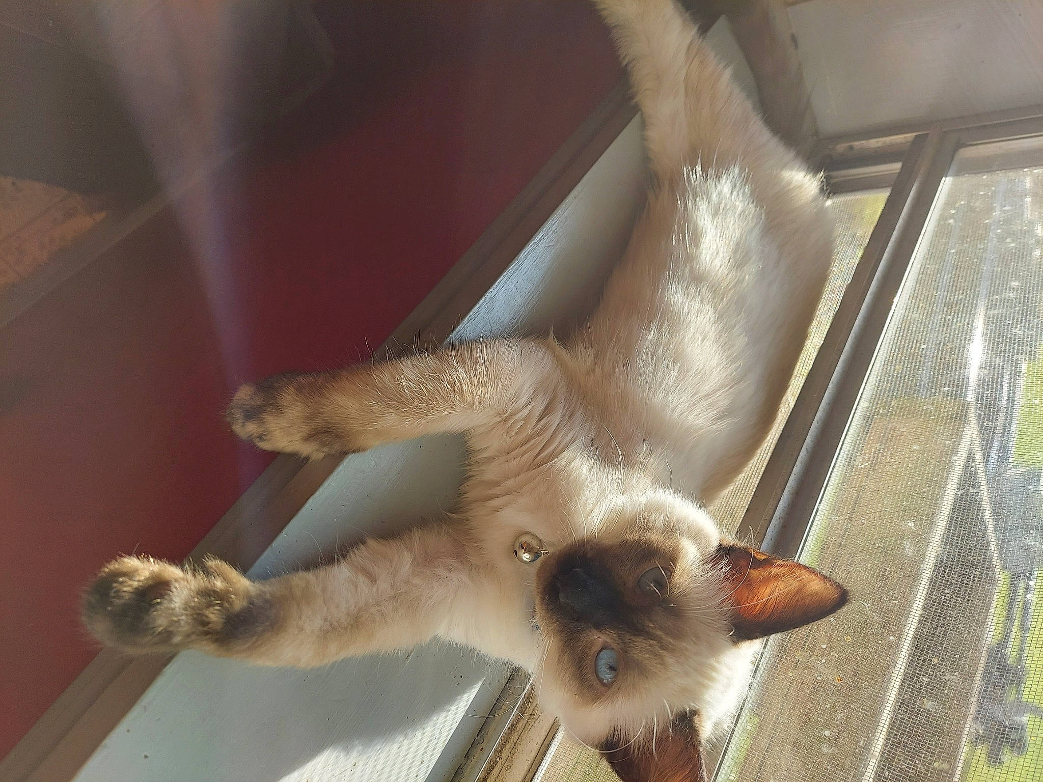 Victoria joined the competition — help win amazing prizes! balinese, carnivore, cat, fawn, felidae, organism, paw, polydactyl_cat, siamese, small_to_medium_sized_cats, tail, thai, tonkinese