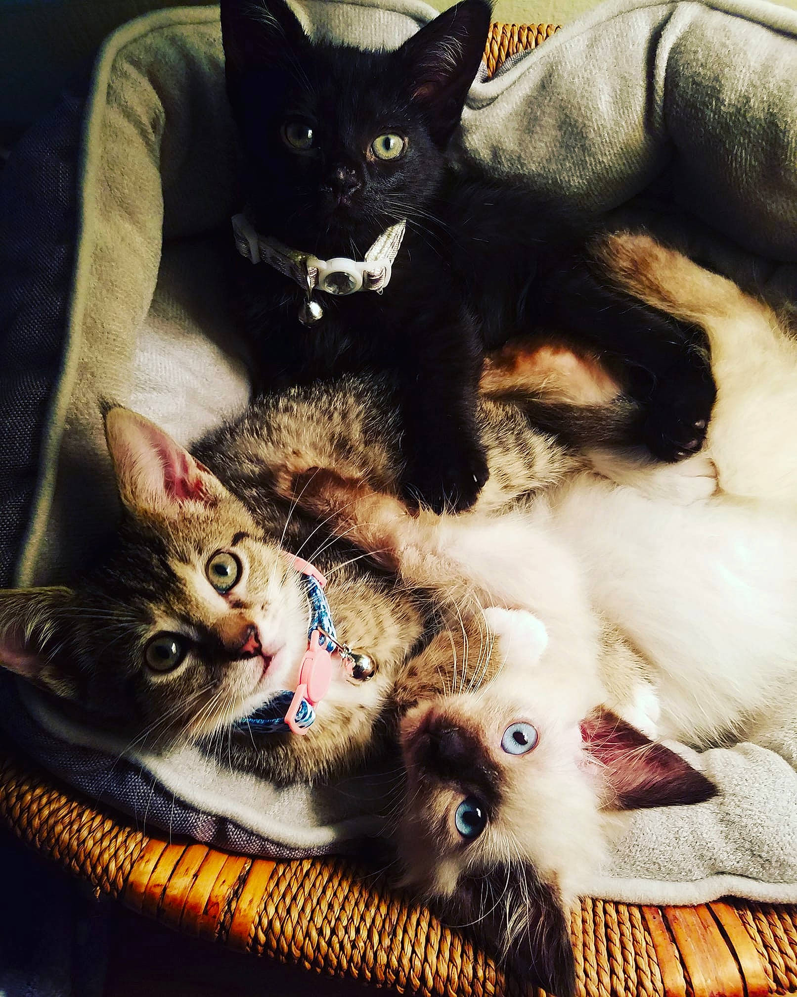 Victoria is registered to the contest to win money with this photo: asian, black_cat, carnivore, cat, claw, domestic_short_haired_cat, ear, european_shorthair, eye, felidae, fur, german_rex, kitten, mammal, paw, polydactyl_cat, skin, small_to_medium_sized_cats, whiskers