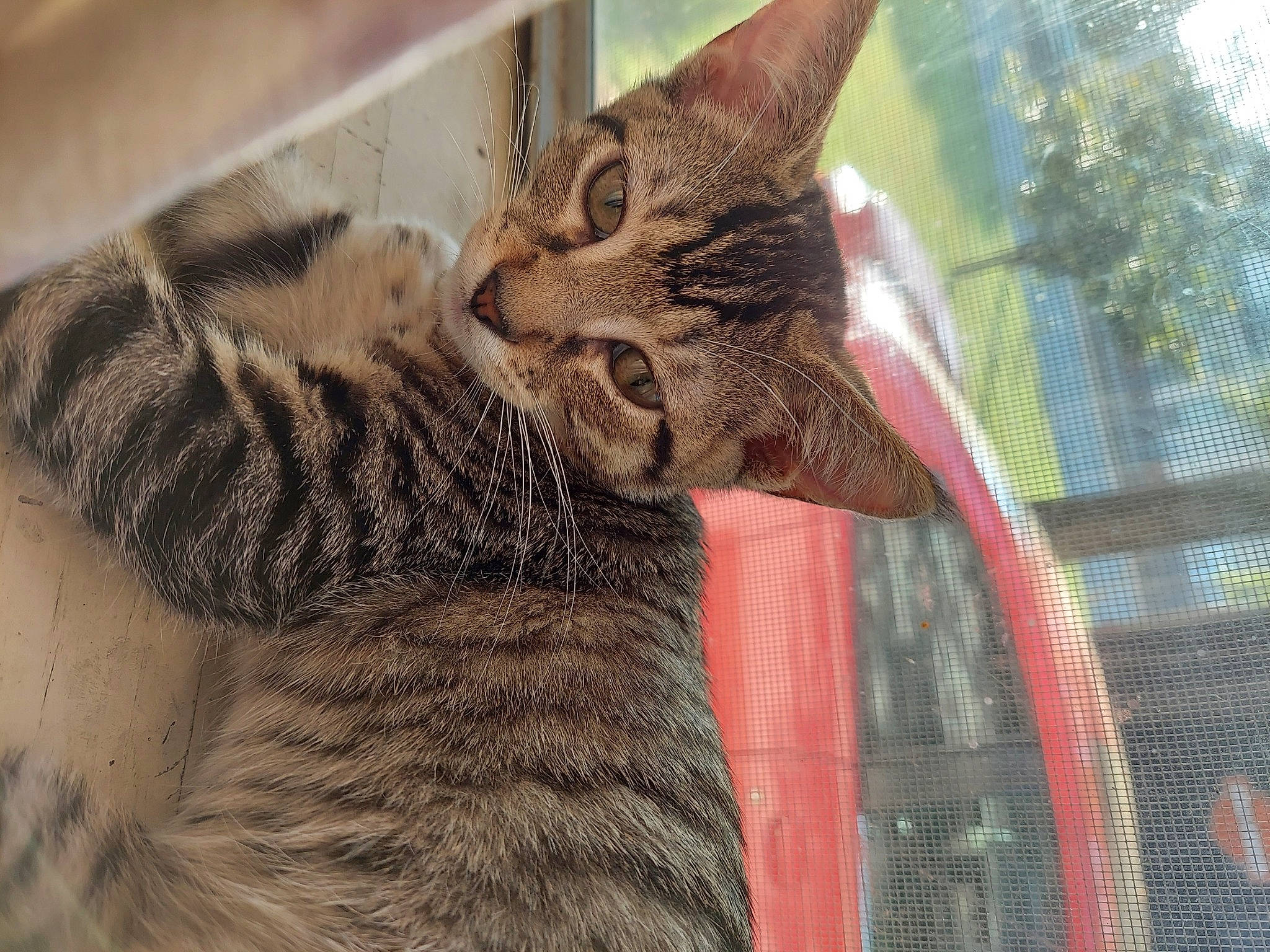 Artemis is registered to the contest to win money with this photo: asian, bengal, california_spangled, carnivore, cat, domestic_short_haired_cat, dragon_li, egyptian_mau, european_shorthair, felidae, fur, kitten, mammal, ocicat, pixie_bob, small_to_medium_sized_cats, snout, tabby_cat, toyger, whiskers