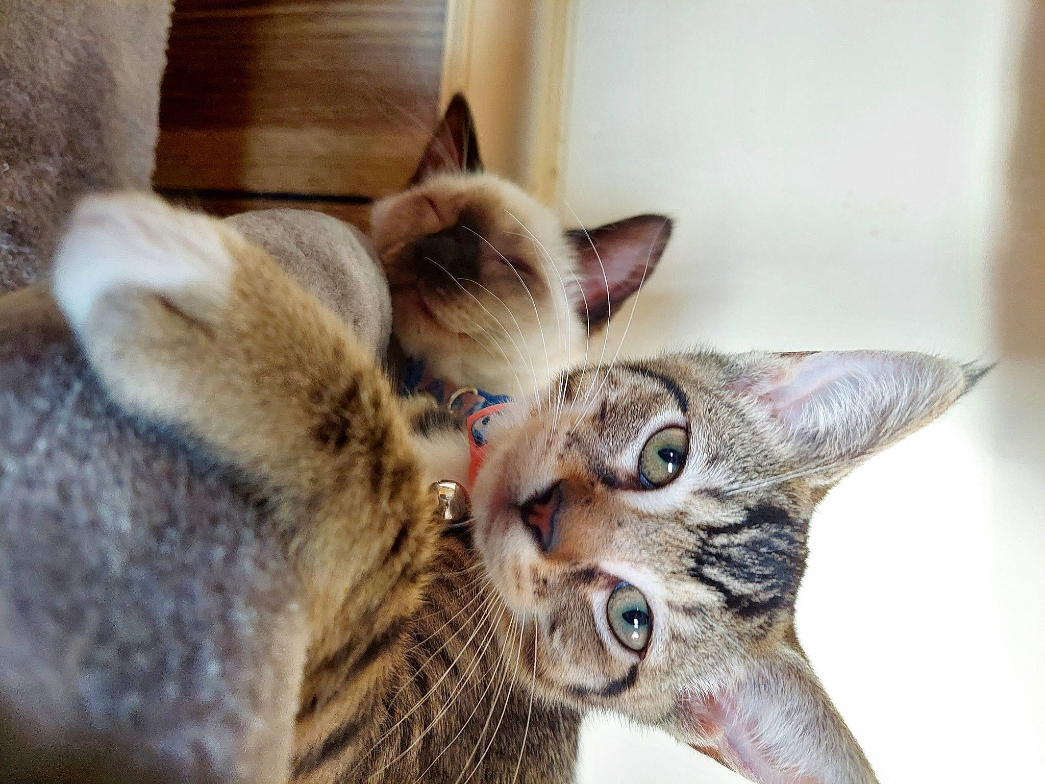 Artemis joined the competition — help win amazing prizes! asian, australian_mist, carnivore, cat, chausie, domestic_short_haired_cat, dragon_li, ear, european_shorthair, felidae, fur, kitten, mammal, ocicat, savannah, singapura, small_to_medium_sized_cats, tabby_cat, vertebrate, whiskers