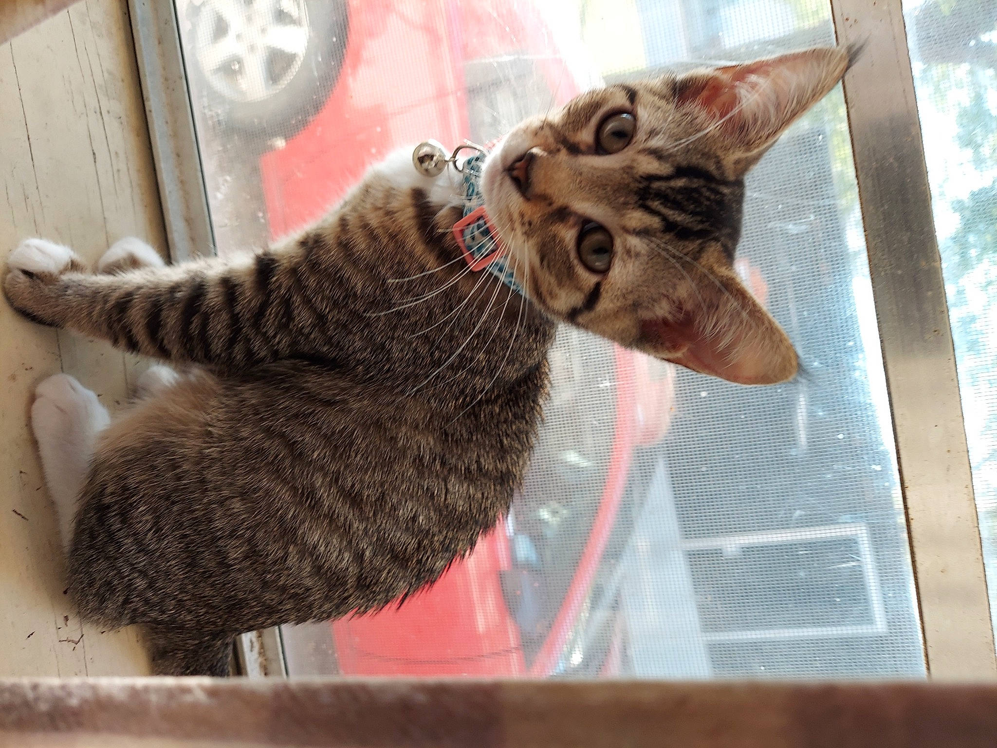 Artemis is registered to the contest to win money with this photo: asian, california_spangled, carnivore, cat, domestic_short_haired_cat, dragon_li, egyptian_mau, european_shorthair, felidae, german_rex, kitten, mammal, ocicat, oriental_shorthair, pixie_bob, small_to_medium_sized_cats, snout, tabby_cat, toyger, whiskers