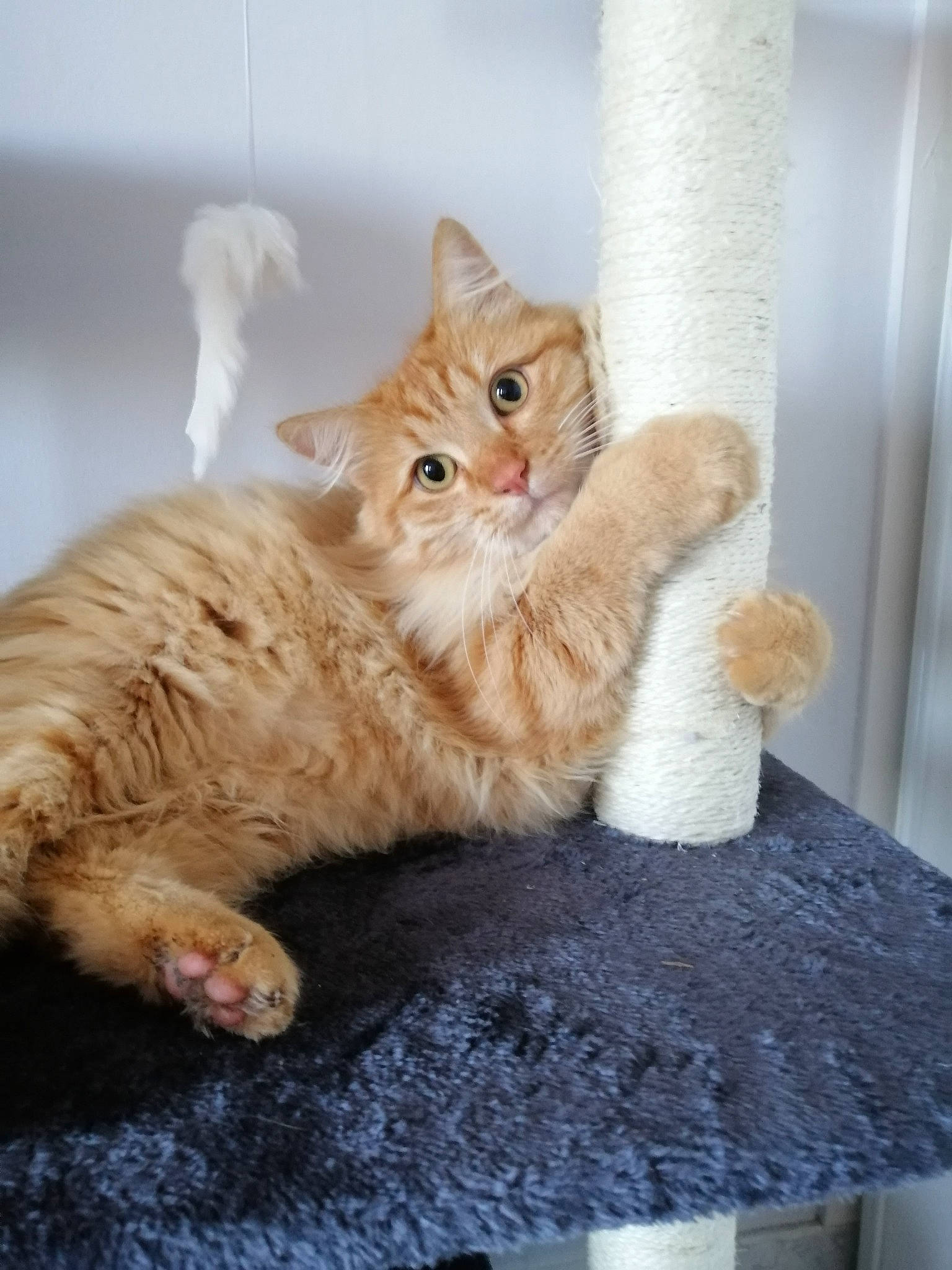 Canel a rejoint le concours — aidez-le/la à gagner de superbes lots ! carnivore, cat, claw, domestic_short_haired_cat, fawn, felidae, flooring, foot, fur, gesture, paw, peach, small_to_medium_sized_cats, tail, whiskers, wood, woven_fabric