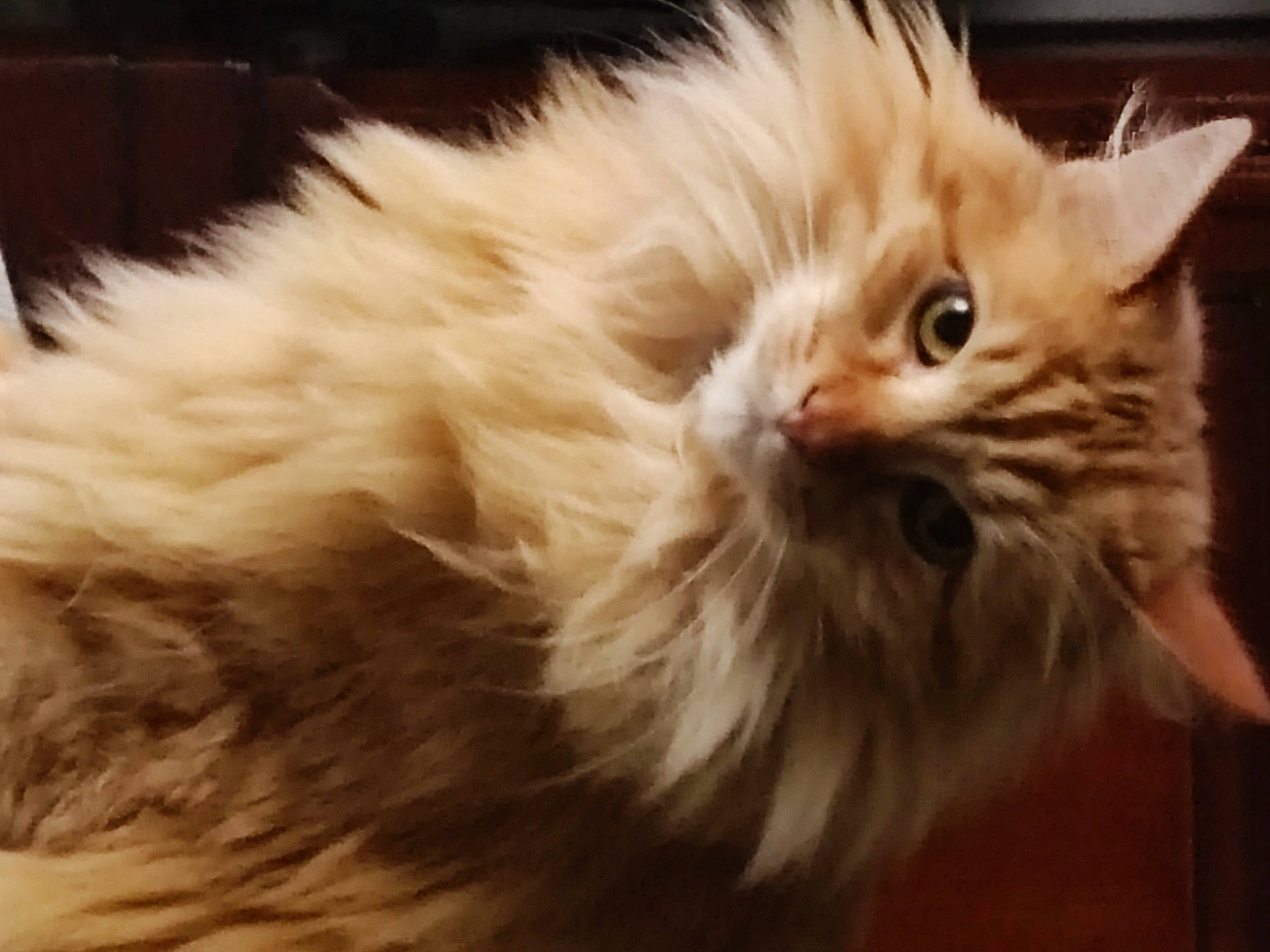 Canel participe au concours pour gagner de l'argent avec cette photo : british_longhair, carnivore, cat, claw, eye, fawn, felidae, fur, head, paw, plant, small_to_medium_sized_cats, snout, tail, terrestrial_animal, whiskers