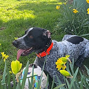 Abby participe au concours pour gagner de l'argent avec cette photo : dog, black_and_white, orange_collar, grass, soccer_ball, yellow_daffodils, flowers, garden, sunny, outdoor, pet, animal, spring, nature, playful, tongue_out, relaxed, greenery, daylight, canine