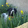 Abby a rejoint le concours — aidez-le/la à gagner de superbes lots ! dog, black_and_white, orange_collar, green_leaves, yellow_flowers, garden, plants, outdoor, nature, curious, animal, pet, grass, stone_wall, spring, flora, canine, quiet, watchful, daylight