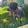 Abby participe au concours pour gagner de l'argent avec cette photo : dog, animal, outdoor, grass, flower, daffodil, collar, tongue, garden, sunlight, greenery, plant, pet, nature, spring, yard, black_and_white, canine, playful, happy