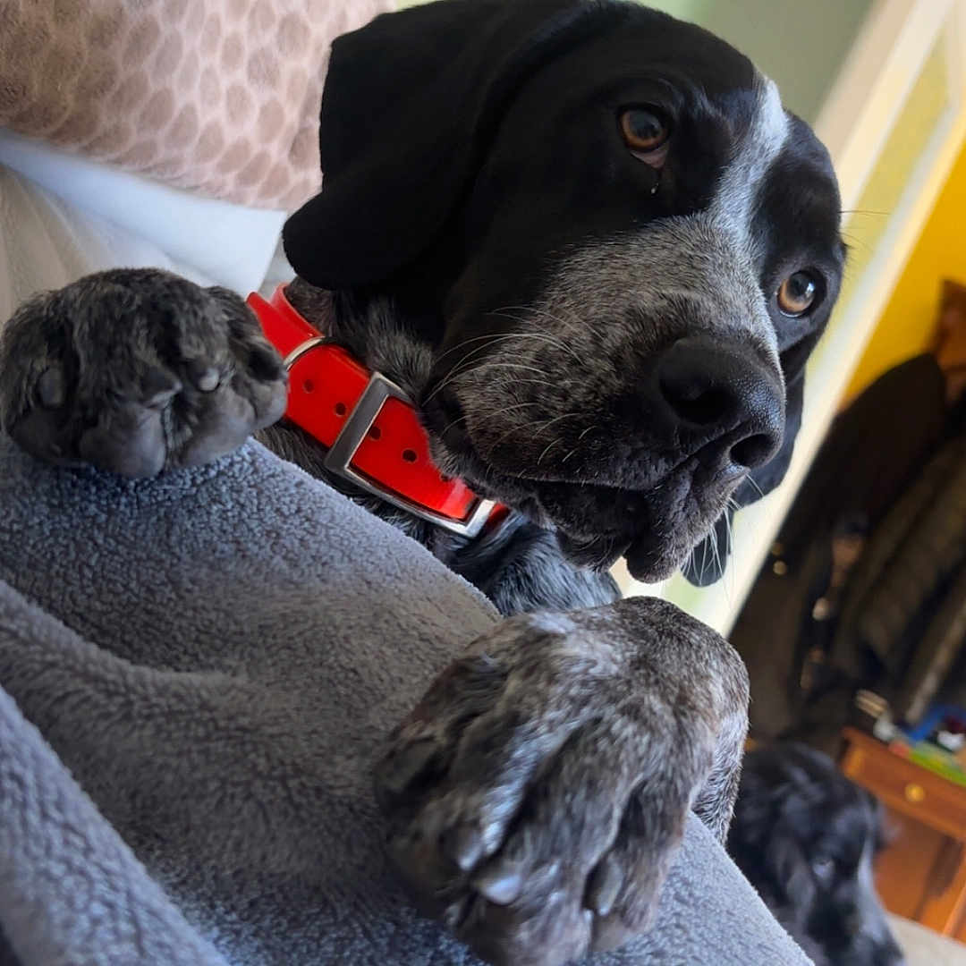 Abby participe au concours pour gagner de l'argent avec cette photo : dog, paws, blanket, collar, indoor, cozy, furniture, couch, pet, animal, resting, black_and_white_dog, close_up, focus, soft_texture, home, background, relaxed, companion, curious
