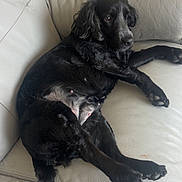 Prunelle a rejoint le concours — aidez-le/la à gagner de superbes lots ! dog, black_dog, pet, couch, leather_couch, indoor, relaxed, lying_down, canine, animal, fur, paw, snout, ears, quiet, home, comfortable, resting, calm, domestic_animal