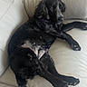 dog, black_dog, pet, couch, leather_couch, indoor, relaxed, lying_down, canine, animal, fur, paw, snout, ears, quiet, home, comfortable, resting, calm, domestic_animal