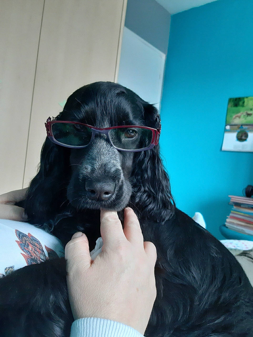 Prunelle participe au concours pour gagner de l'argent avec cette photo : audio_equipment, canidae, carnivore, comfort, companion_dog, dog, dog_breed, ear, eyewear, fur, gadget, gesture, guard_dog, mask, personal_protective_equipment, snout, sporting_group, toy_dog, whiskers, working_animal