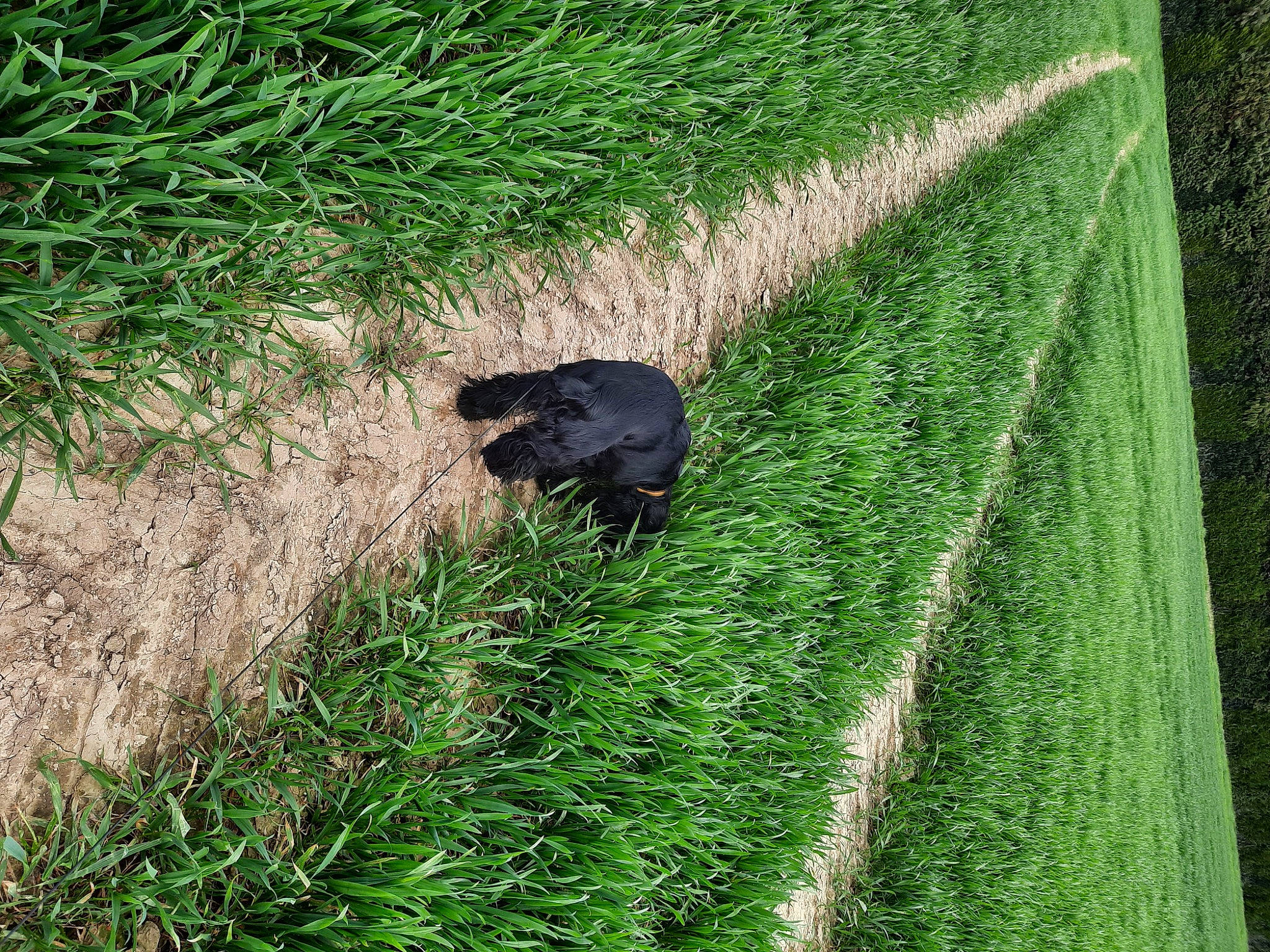 Prunelle participe au concours pour gagner de l'argent avec cette photo : agriculture, carnivore, dog_breed, field, grass, grass_family, grassland, green, groundcover, herbaceous_plant, landscape, lawn, pasture, plant, plantation, shadow, shrub, tail, terrestrial_animal, terrestrial_plant