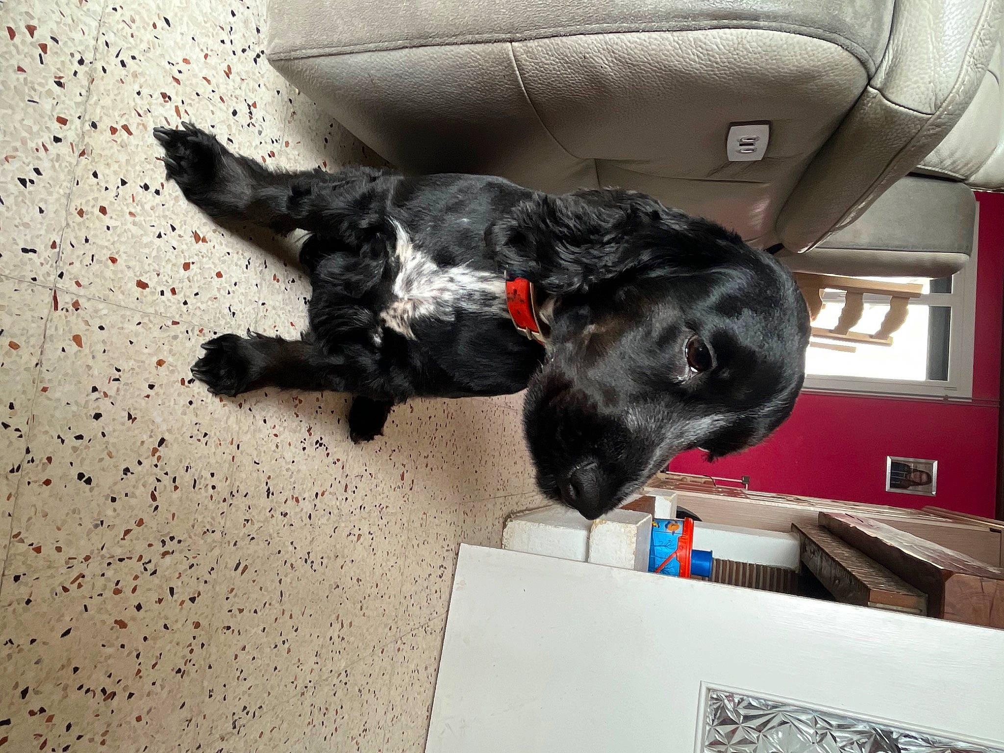 Prunelle participe au concours pour gagner de l'argent avec cette photo : auto_part, borador, canidae, carnivore, comfort, companion_dog, dog, dog_breed, flooring, fur, guard_dog, non_sporting_group, snout, sporting_group, tail, window, working_animal