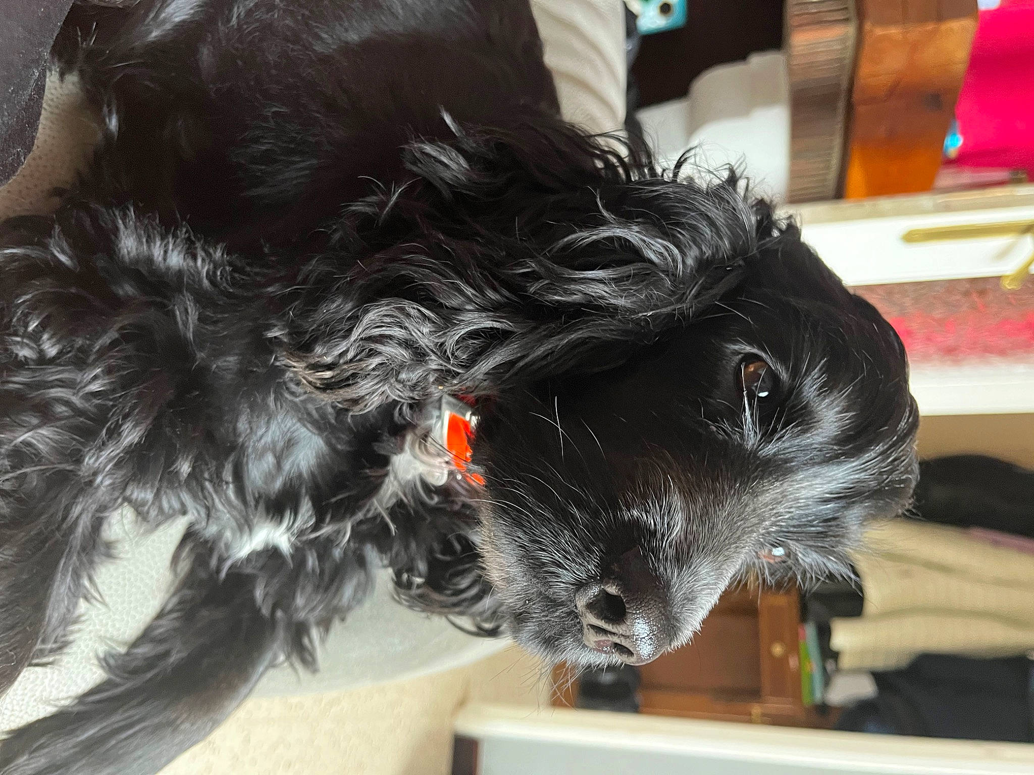 Prunelle participe au concours pour gagner de l'argent avec cette photo : canidae, carnivore, collar, companion_dog, dog, dog_breed, dog_collar, dog_supply, ear, fur, liver, scottish_terrier, small_terrier, snout, sporting_group, tail, terrier, toy_dog, whiskers, working_animal