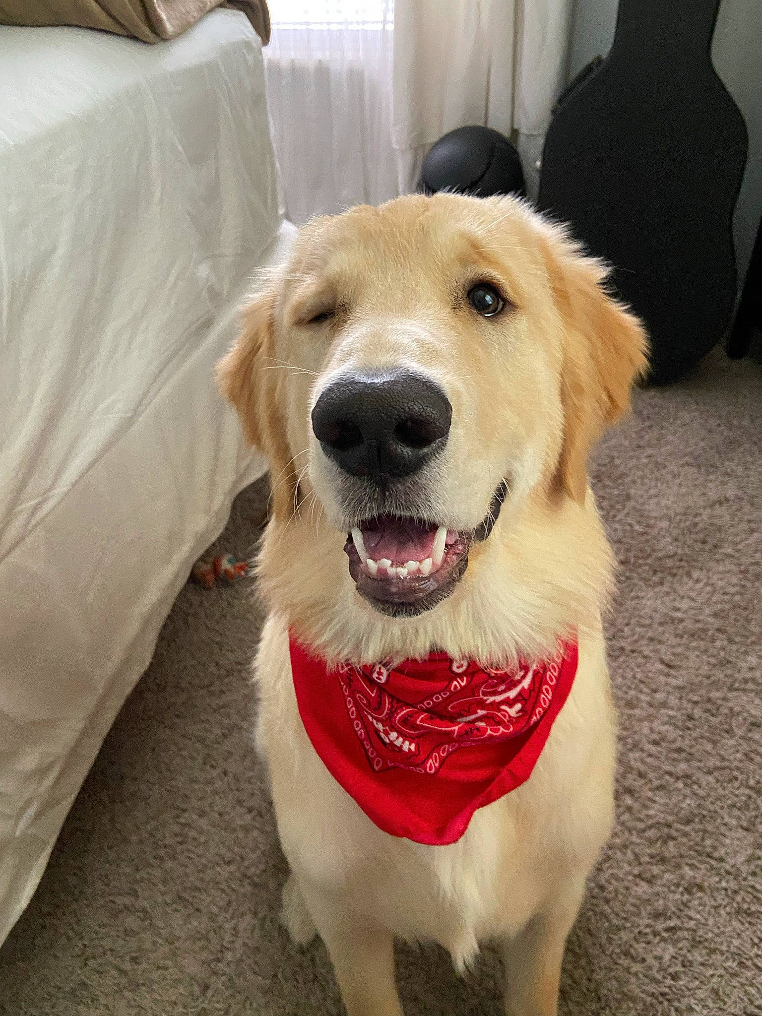Brinkley joined the competition — help win amazing prizes! canidae, carnivore, collar, companion_dog, dog, dog_breed, dog_collar, fang, fawn, flooring, fur, happy, paw, pet_supply, plant, smile, snout, sporting_group, whiskers, white