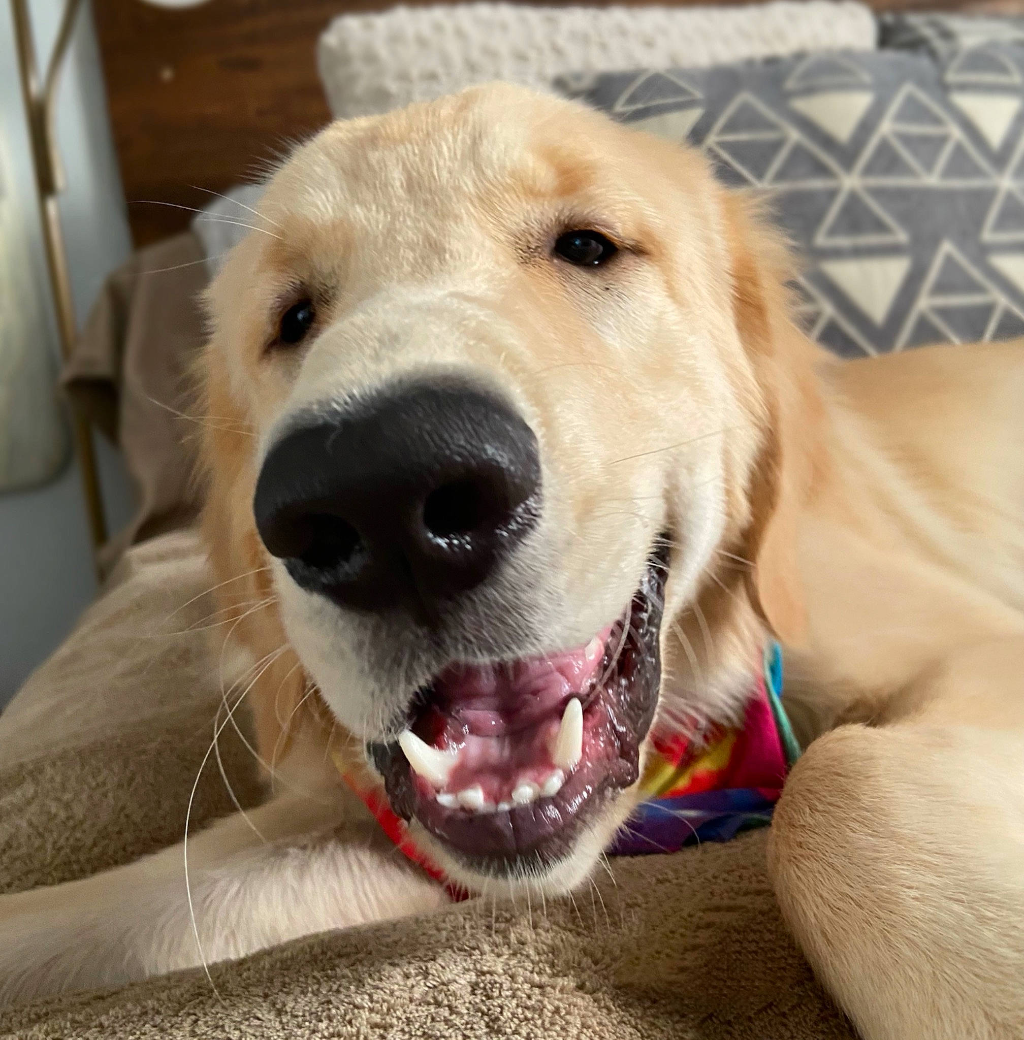 Brinkley joined the competition — help win amazing prizes! canidae, carnivore, collar, companion_dog, dog, dog_breed, dog_collar, ear, eye, fawn, happy, head, jaw, pet_supply, retriever, smile, snout, sporting_group, whiskers, working_animal