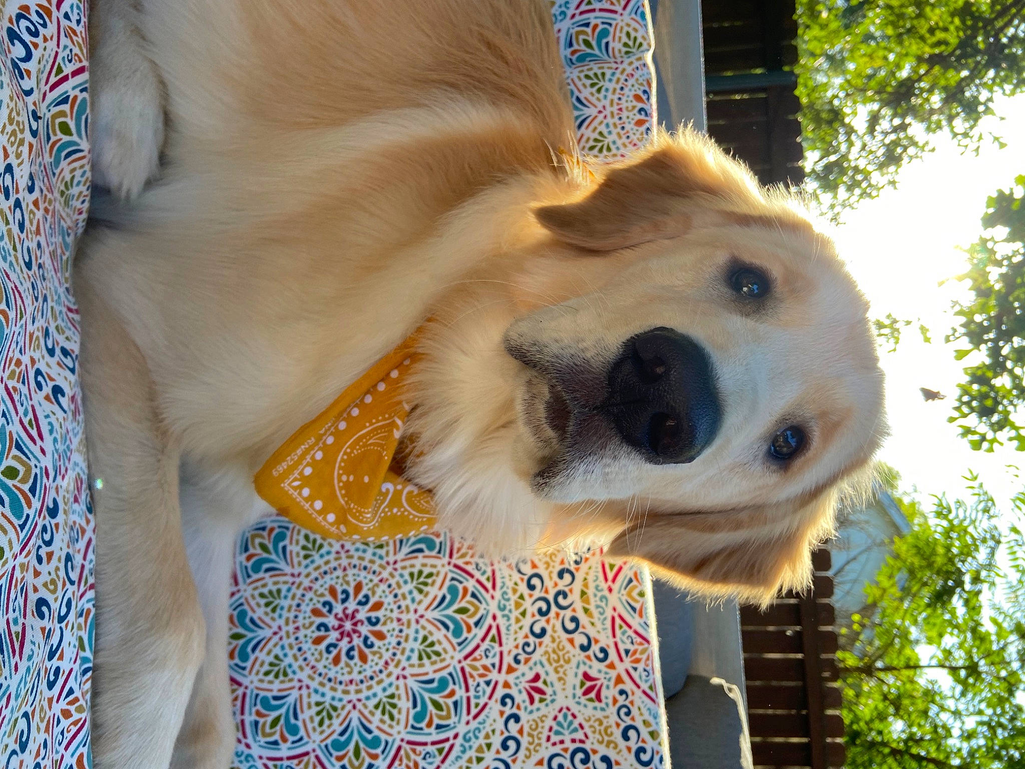 Brinkley joined the competition — help win amazing prizes! canidae, carnivore, collar, companion_dog, dog, dog_breed, dog_supply, eye, fawn, fur, labrador_retriever, pet_supply, plant, retriever, snout, sporting_group, tree, whiskers, wildlife, working_animal