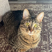 Opal joined the competition — help win amazing prizes! animal, attention, cat, close_up, cozy, curious, domestic_cat, ears, feline, floor, fur, indoor, looking, patterned_rug, pet, rug, sitting, tabby, whiskers, yellow_eyes