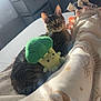 Opal joined the competition — help win amazing prizes! bedroom, blanket, broccoli_toy, cat, couch, cozy, cute, drawer, ears, fur, furniture, indoor, pet, plant, plush_toy, relaxed, sunlight, tabby_cat, whiskers, window