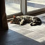 Emerald is registered to the contest to win money with this photo: animal, calm, cat, cozy, daylight, domestic_cat, feline, glass_door, home, indoor, pet, quiet, relaxing, resting, shadow, sleeping, sunlight, tabby_cat, window, wooden_floor