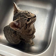 Emerald joined the competition — help win amazing prizes! animal, cat, clean, curious, cute, domestic, fur, indoor, kitchen, kitten, looking_up, pet, shiny, sink, small, stainless_steel, striped, tabby, whiskers, young