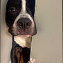Ali is registered to the contest to win money with this photo: dog, black_and_white, peeking, door, curious, nose, paw, floor, wall, indoor, close_up, animal, pet, canine, wooden_floor, heart_sticker, playful, mischievous, cute, expression