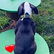 Ali is registered to the contest to win money with this photo: puppy, dog, black_and_white, collar, rope_toy, green_table, outdoor, grass, cute, pet, animal, sitting, back_view, playful, nature, daylight, young_dog, toy, heart_emoji, curious