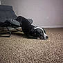 Ali joined the competition — help win amazing prizes! dog, black_and_white, carpet, chair, indoor, resting, pet, furniture, floor, wall, power_outlet, relaxed, canine, household, domestic_animal, leisure, cushion, quiet, mammal, companion_animal
