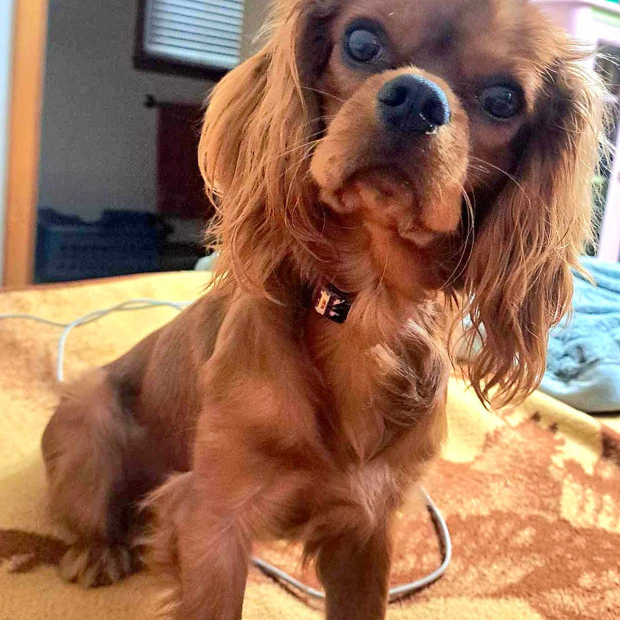 Charlie is registered to the contest to win money with this photo: animal, blanket, brown_dog, canine, carpet, collar, companionship, curious, cute, dog, domestic, fur, furry, household, indoor, long_ears, looking, pet, portrait, sitting