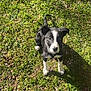 Aïko participe au concours pour gagner de l'argent avec cette photo : puppy, dog, black_and_white, grass, outdoor, sunlight, pet, animal, young_dog, cute, sitting, looking_up, nature, small_stones, shadow, collar, ears, whiskers, alert, playful