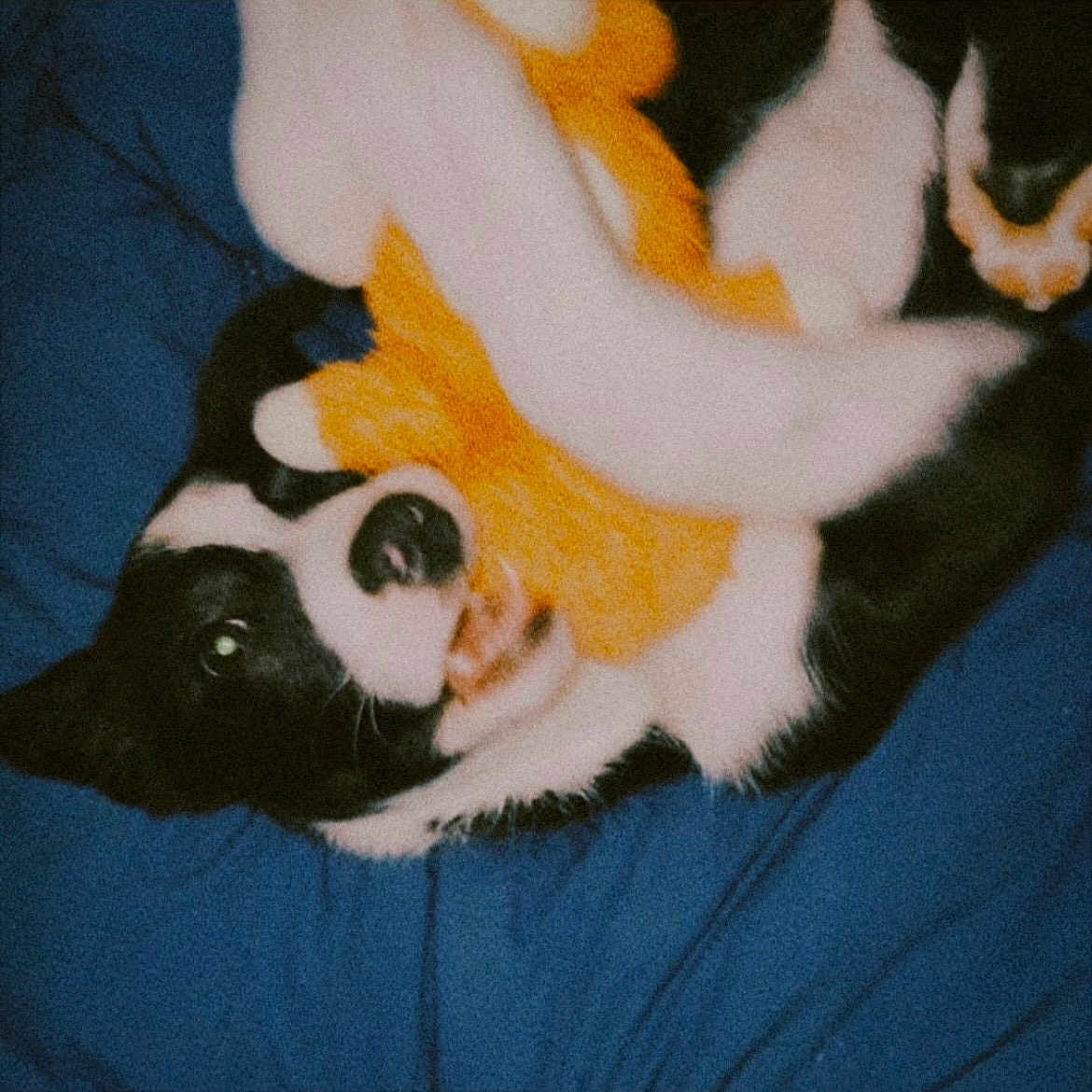 Aïko participe au concours pour gagner de l'argent avec cette photo : dog, black_and_white, plush_toy, blue_background, playful, pet, animal, fur, cute, mouth, toy, lying_down, indoor, nostalgic, grainy, vintage_style, happy, chewing, close_up, companion