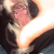 Aïko a rejoint le concours — aidez-le/la à gagner de superbes lots ! dog, black_and_white, blur, paw, mouth_open, teeth, tongue, hand, indoor, bed, fur, animal, pet, playful, close_up, motion_blur, canine, paw_white, tongue_pink, excited