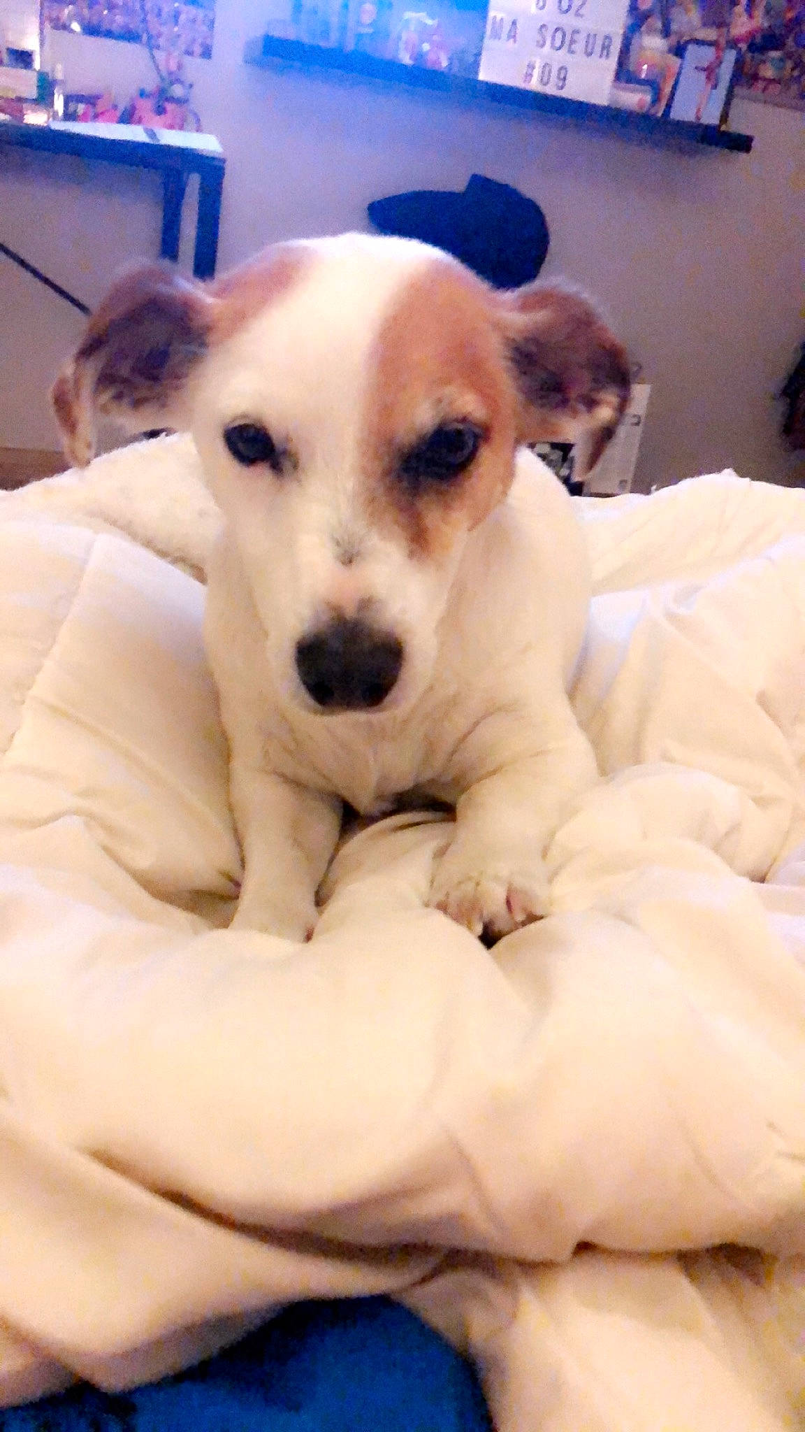 Flanelle a rejoint le concours — aidez-le/la à gagner de superbes lots ! carnivoran, chihuahua, companion_dog, dog, dog_breed, dog_breed_group, dog_like_mammal, ear, person, puppy, puppy_love, snout