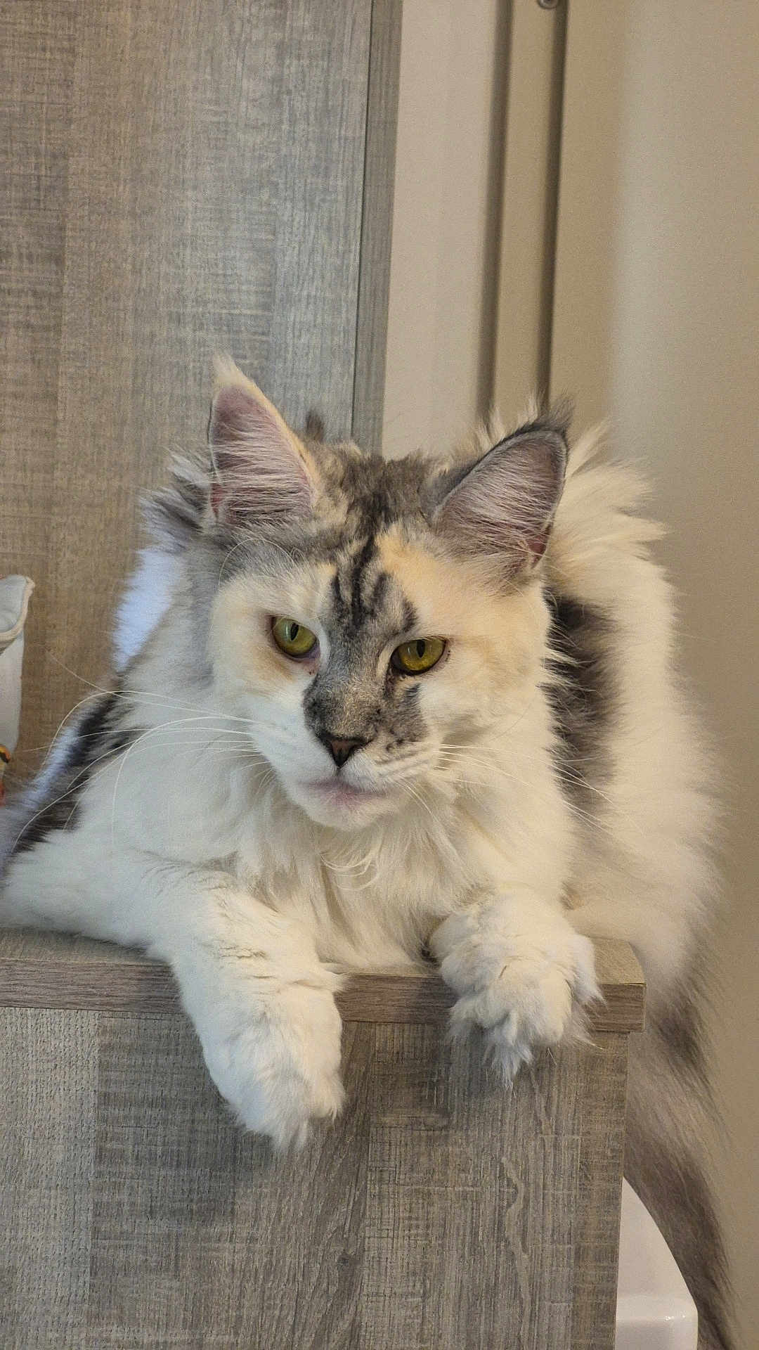 Vaïna participe au concours pour gagner de l'argent avec cette photo : cat, fluffy, yellow_eyes, lounging, wooden_surface, indoor, pet, feline, animal, fur, relaxed, close_up, whiskers, ears, face, paws, domestic, cute, calm, portrait
