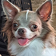 Uka a rejoint le concours — aidez-le/la à gagner de superbes lots ! dog, chihuahua, pet, tongue_out, close_up, indoor, furniture, decor, ears, fur, animal, cute, small_dog, happy, face, canine, expression, whiskers, nose, tongue
