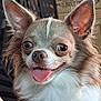 dog, chihuahua, pet, tongue_out, close_up, indoor, furniture, decor, ears, fur, animal, cute, small_dog, happy, face, canine, expression, whiskers, nose, tongue