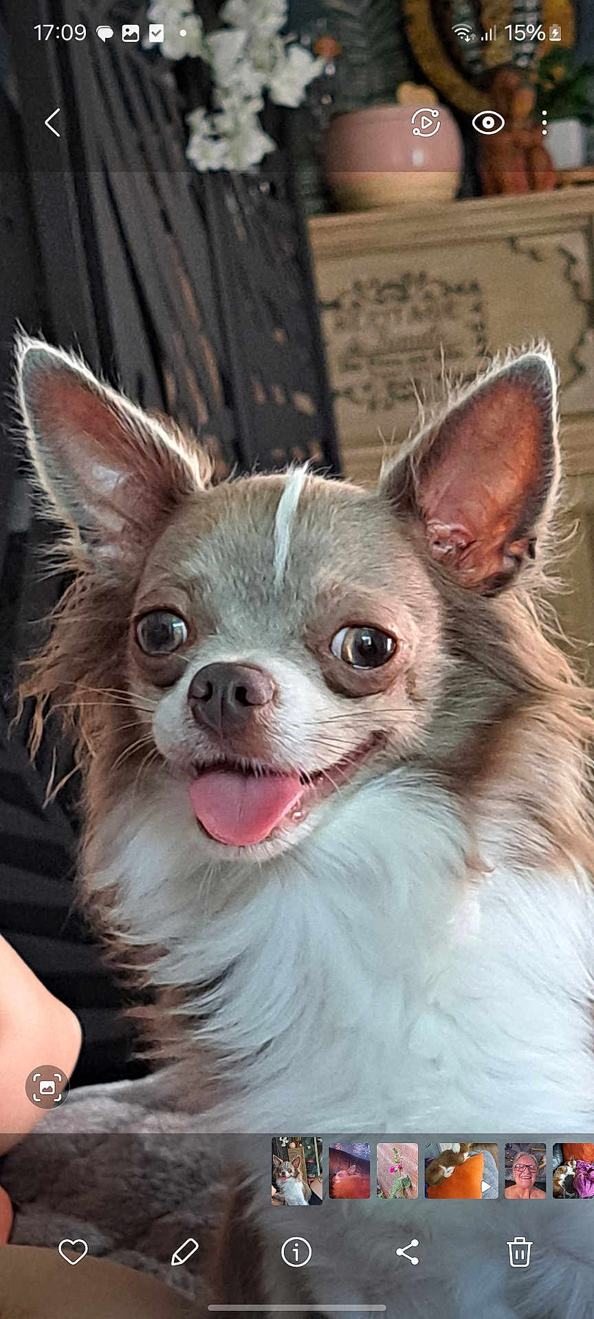 Uka a rejoint le concours — aidez-le/la à gagner de superbes lots ! dog, chihuahua, pet, tongue_out, close_up, indoor, furniture, decor, ears, fur, animal, cute, small_dog, happy, face, canine, expression, whiskers, nose, tongue