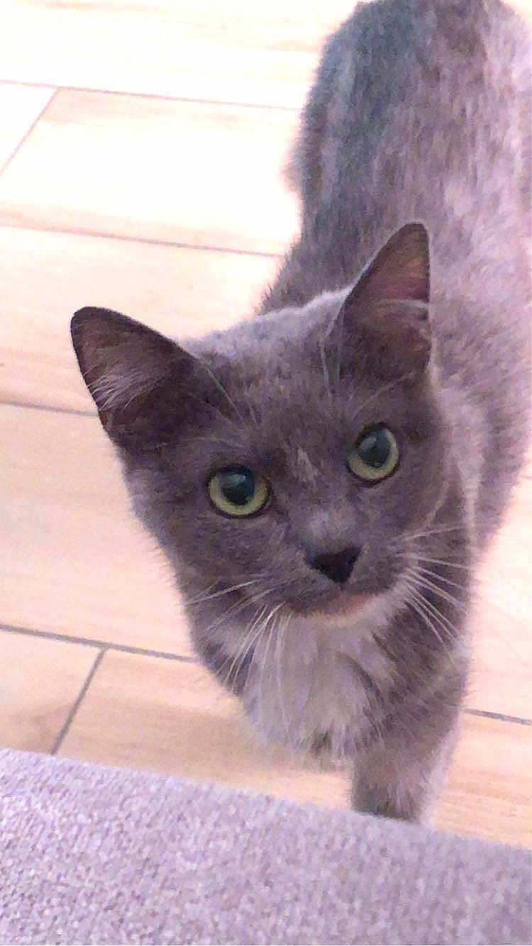 Praline