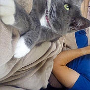 Praline participe au concours pour gagner de l'argent avec cette photo : arm, beige_blanket, blanket, blue_shirt, cat, companion, cozy, curious, feline, fur, gray_cat, green_eyes, home, indoor, person, pet, relaxed, resting, whiskers, white_paws