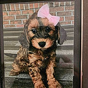 Sadie joined the competition — help win amazing prizes! puppy, dog, pink_bow, portrait, framed_picture, pet, animal, fluffy, brown_fur, black_fur, sitting, front_facing, cute, adorable, brick_wall, wood_floor, indoor, photograph, decor, puppy_portrait