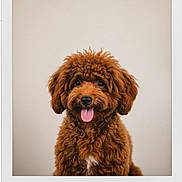 Mucci is registered to the contest to win money with this photo: adorable, animal, brown, canine, closeup, curly_fur, cute, dog, domestic_animal, face, fluffy, friendly, indoor, looking_at_camera, mammal, pet, portrait, smiling, studio, tongue_out