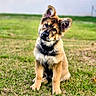 animal, black, brown, canine, curious, dog, fluffy, fur, german_shepherd, grass, head_tilt, nature, outdoor, pet, playful, portrait, puppy, sitting, upright_ears, white