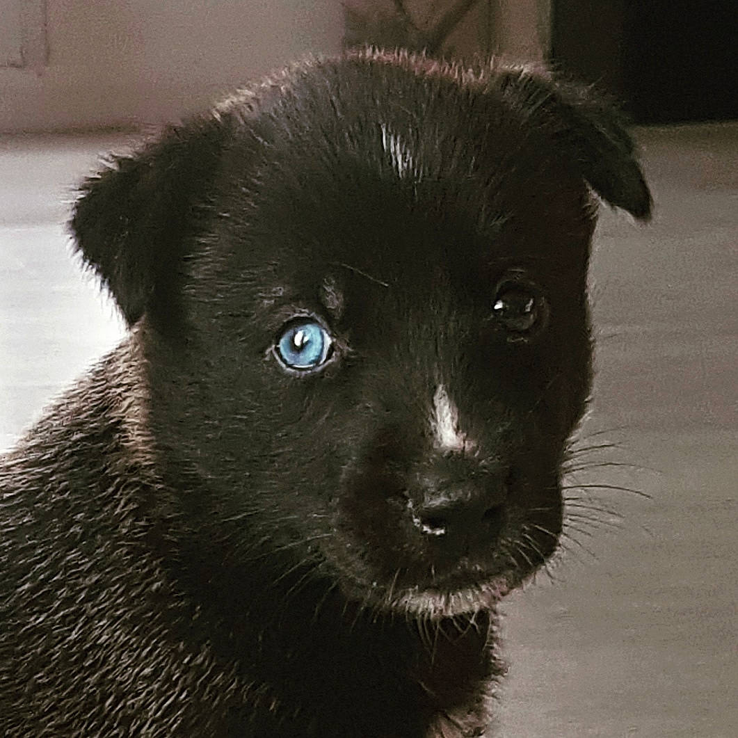 Lilith a rejoint le concours — aidez-le/la à gagner de superbes lots ! borador, canidae, carnivore, companion_dog, dog, dog_breed, fur, non_sporting_group, snout, sporting_group, terrestrial_animal, whiskers, working_animal