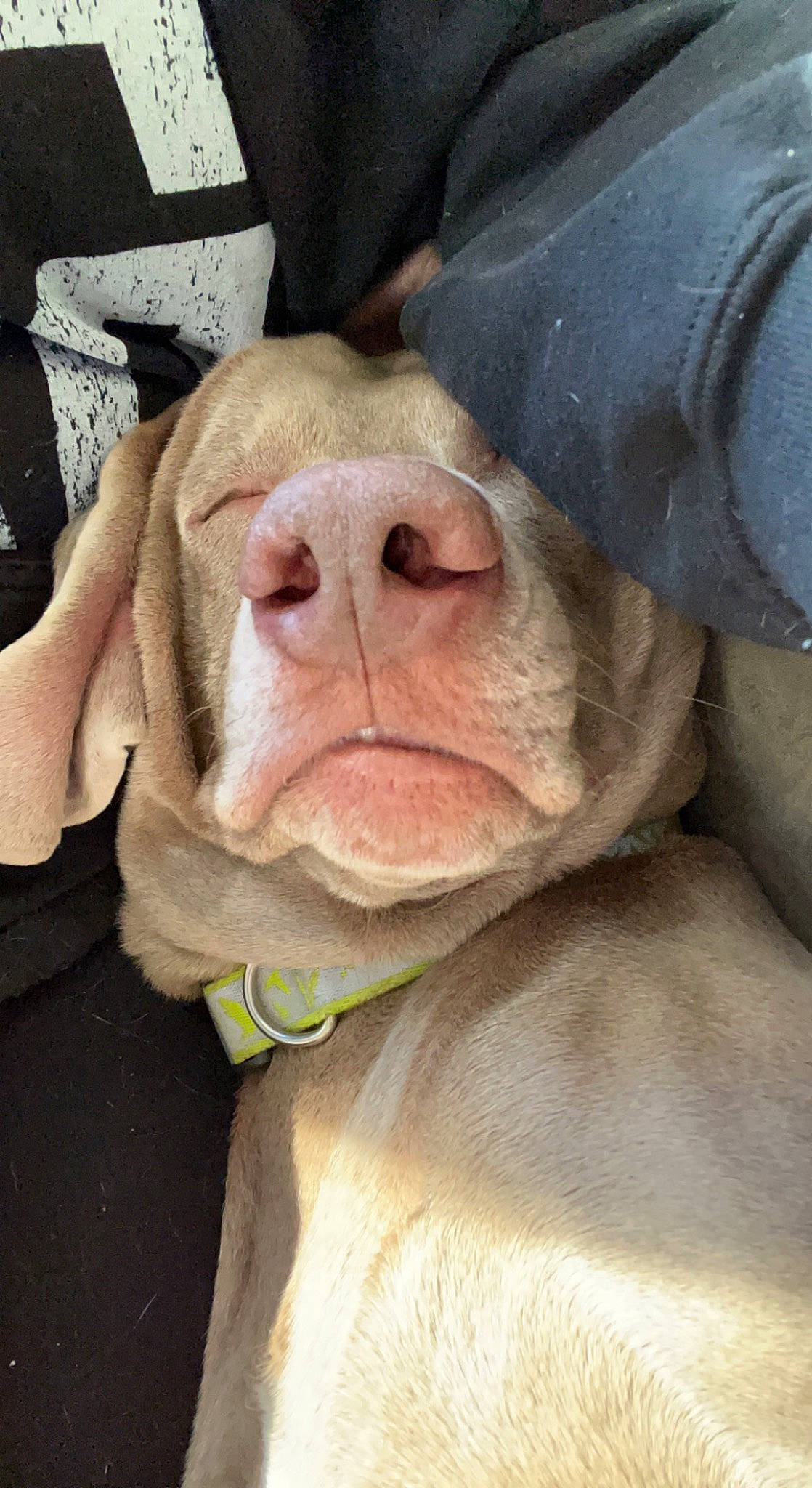 Ghost is registered to the contest to win money with this photo: canidae, carnivore, close_up, collar, companion_dog, dog, dog_breed, dog_collar, fawn, flesh, fur, liver, non_sporting_group, selfie, snout, sporting_group, terrestrial_animal, whiskers, working_animal, wrinkle