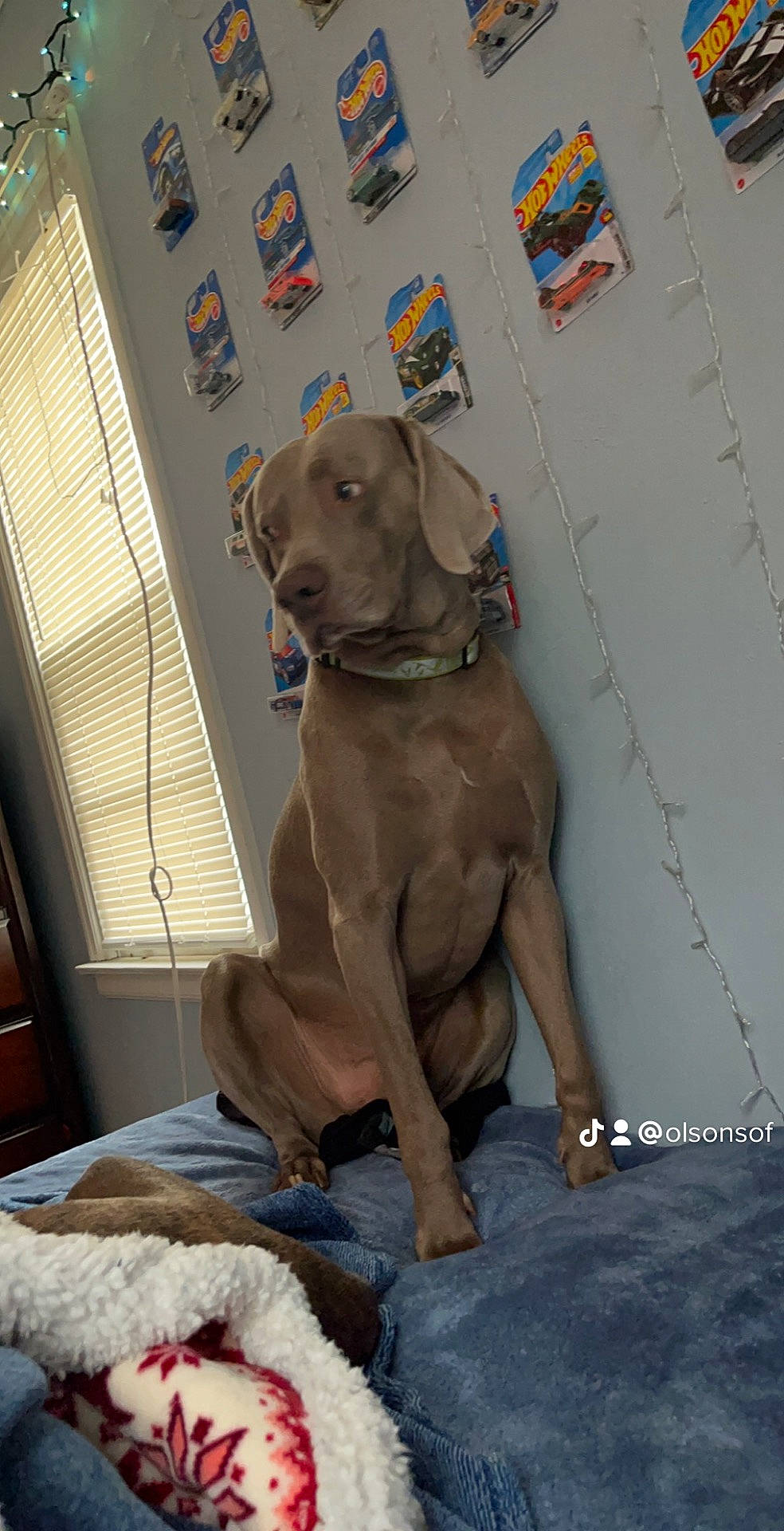 Ghost joined the competition — help win amazing prizes! canidae, carnivore, collar, comfort, companion_dog, dog, dog_breed, dog_collar, dog_supply, fawn, fur, gun_dog, hat, hunting_dog, liver, snout, sporting_group, window, window_blind, working_animal