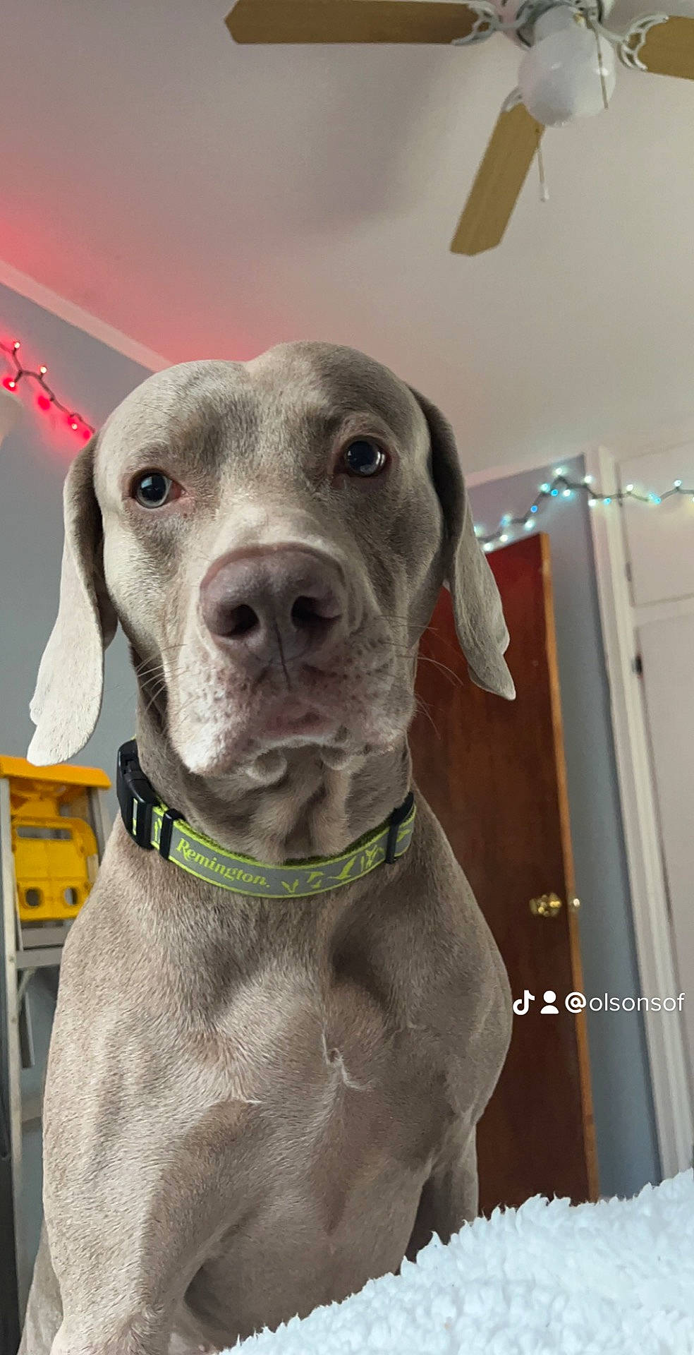 Ghost joined the competition — help win amazing prizes! canidae, carnivore, chair, collar, companion_dog, dog, dog_breed, dog_collar, dog_supply, fawn, guard_dog, gun_dog, hunting_dog, liver, non_sporting_group, pet_supply, sporting_group, whiskers, working_animal, working_dog