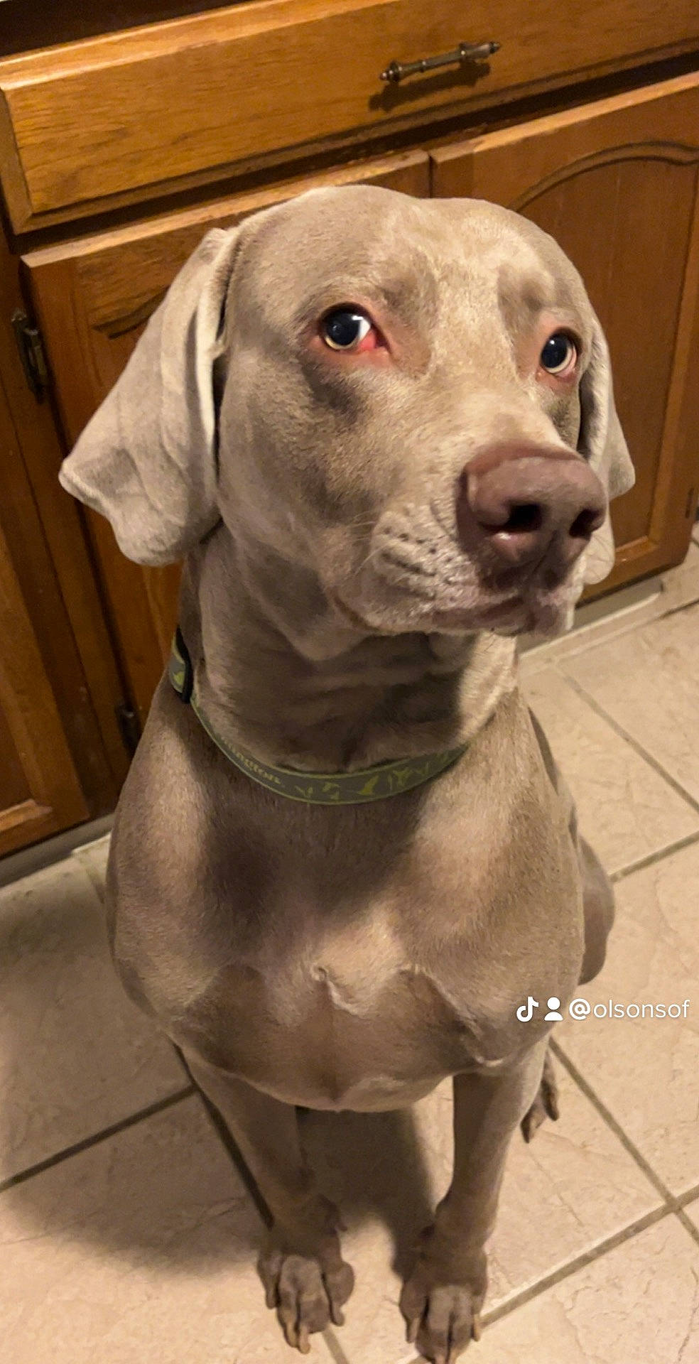 Ghost joined the competition — help win amazing prizes! canidae, carnivore, collar, companion_dog, dog, dog_breed, dog_collar, fawn, fur, gun_dog, hardwood, hunting_dog, liver, non_sporting_group, snout, sporting_group, terrestrial_animal, whiskers, wood, working_animal